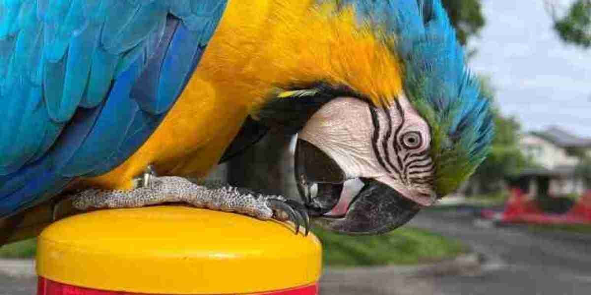 The Vibrant World of Macaw Shop: A Paradise for Feathered Friends