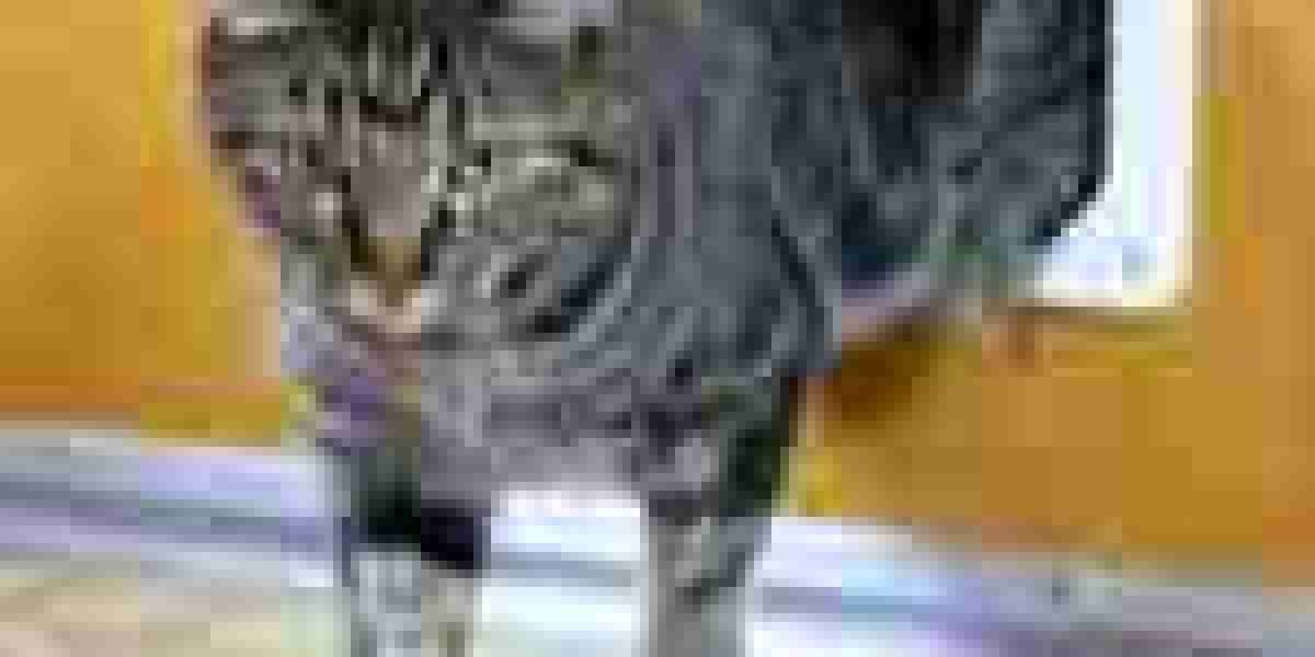 So You've Bought Best Cat Flap Installer ... Now What?